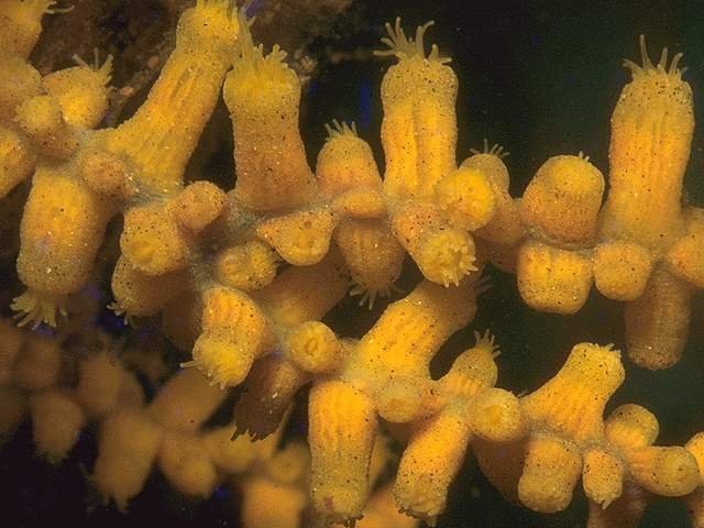 CELEN34A
