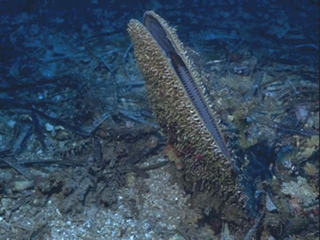 MOLLU57
